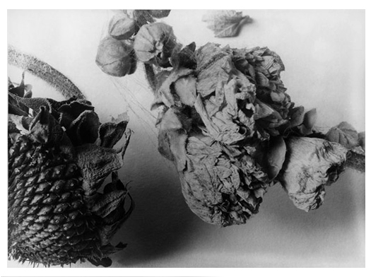  Sonnenblume und Malve, 1930 